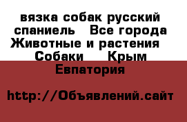 вязка собак русский спаниель - Все города Животные и растения » Собаки   . Крым,Евпатория